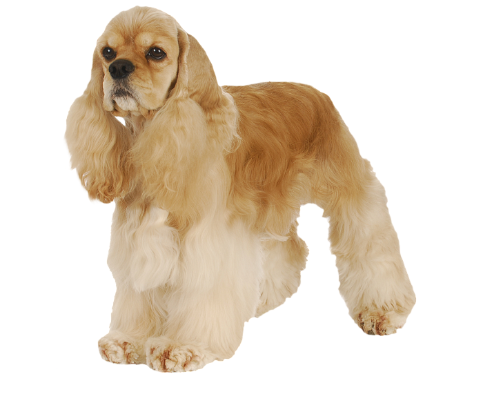 Американский кокер спаниель